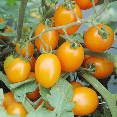 Томат 'Лиза' (черри желтый)