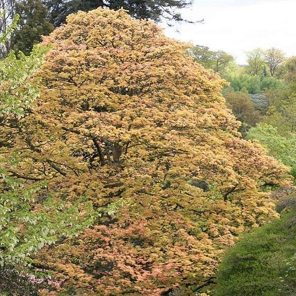 Клен ложноплатановый 'Бриллиантиссимум'