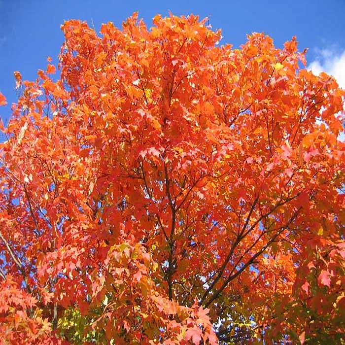 Клен сахарный (серебристый)