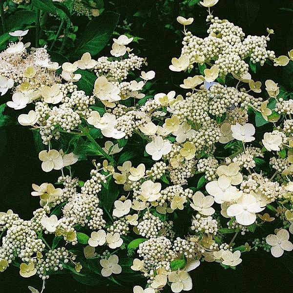 Гортензия метельчатая 'Дарума'