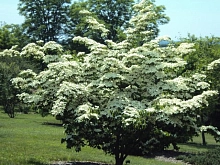 Дерен коуза 'Шметтерлинг'