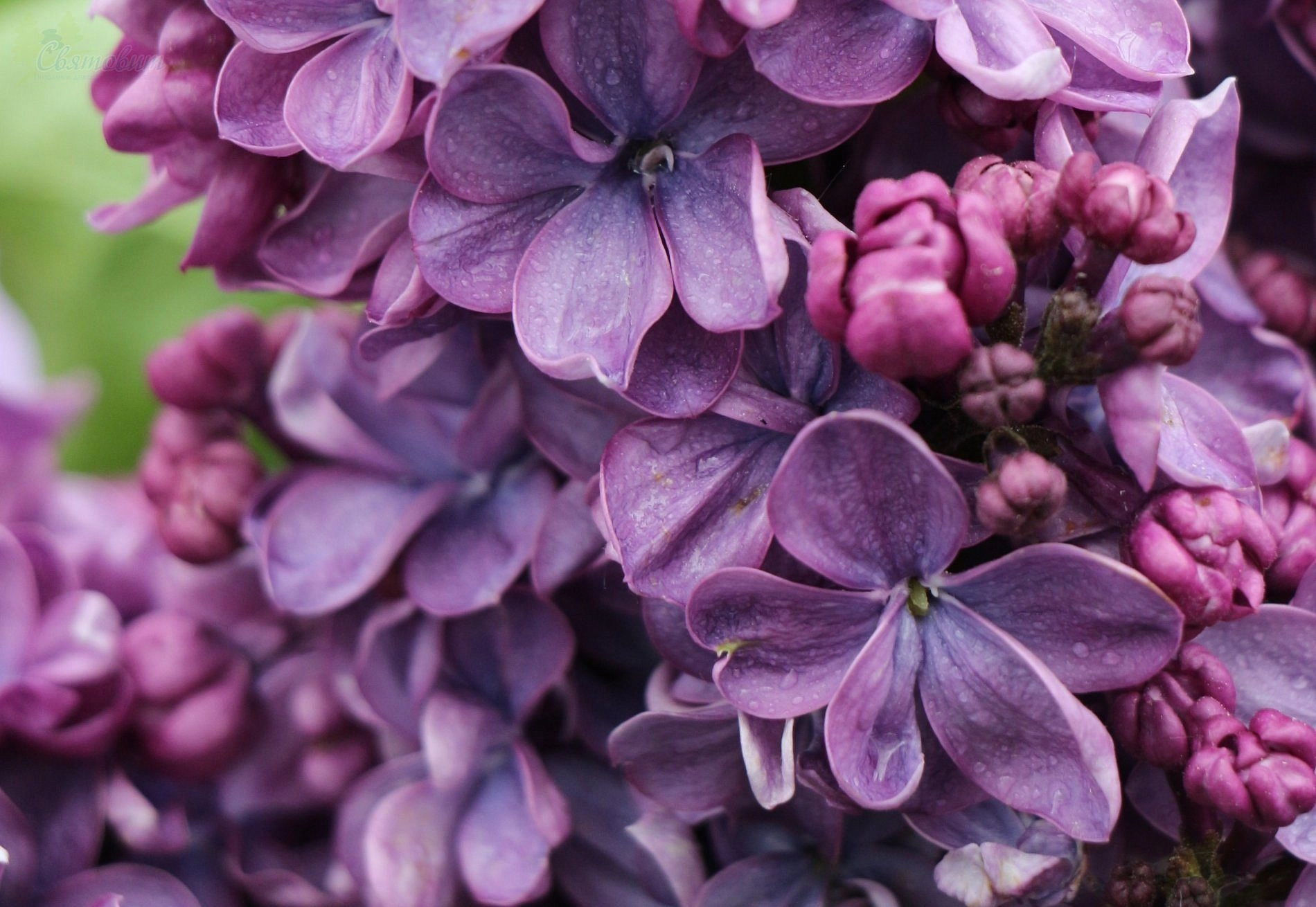 Сирень обыкновенная 'Виолетта' (фиолетово - розовая)