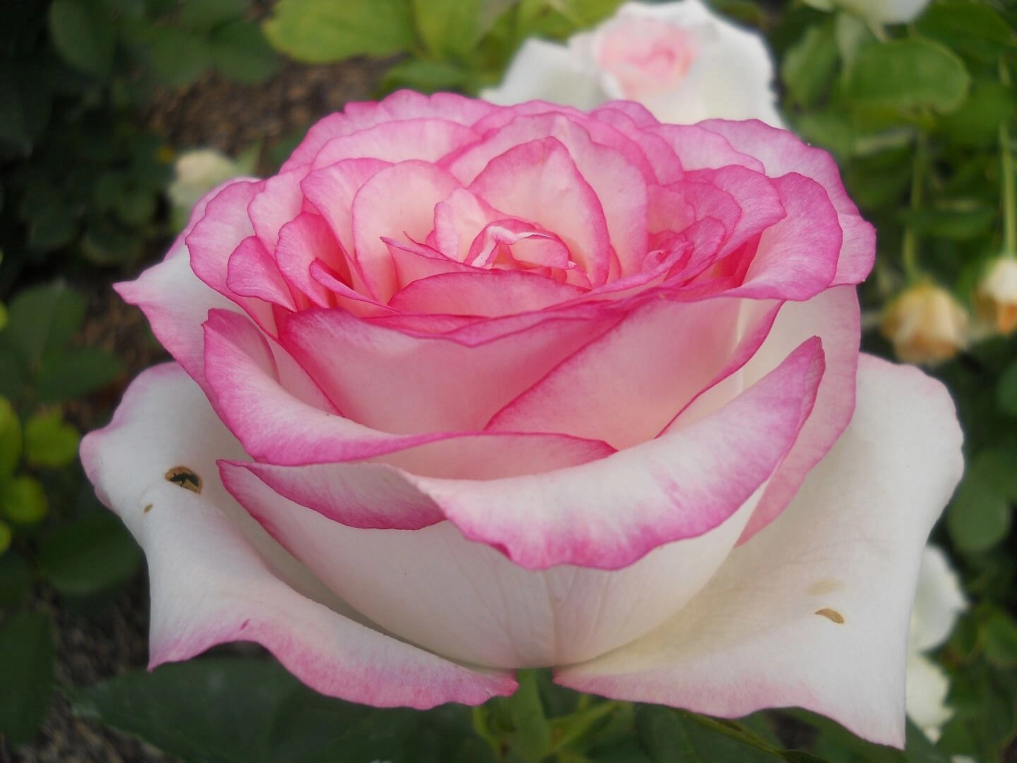 Роза 'Белла Вита' (чайно-гибридная) (белая с розовым)
