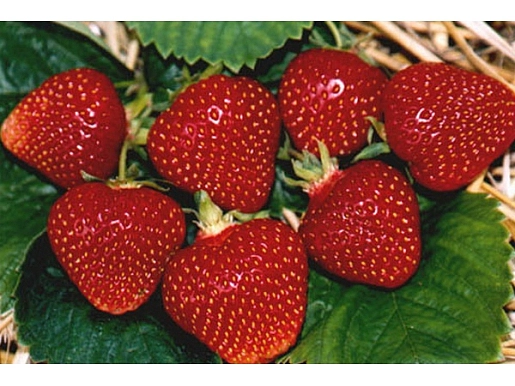 Земляника (клубника) 'Первый поцелуй'