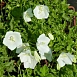 Колокольчик карпатский белый