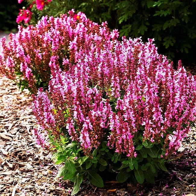 Сальвия дубравная 'Сенсейшн Роуз' (розовая)