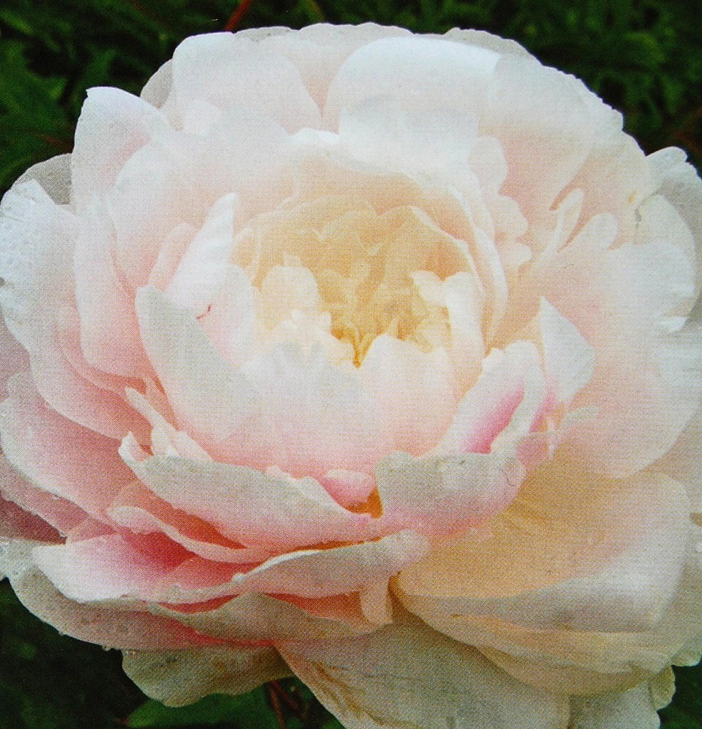 Пион молочноцветковый 'Мун Ривер' (розово кремовый)