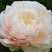 Пион молочноцветковый 'Мун Ривер' (розово кремовый)