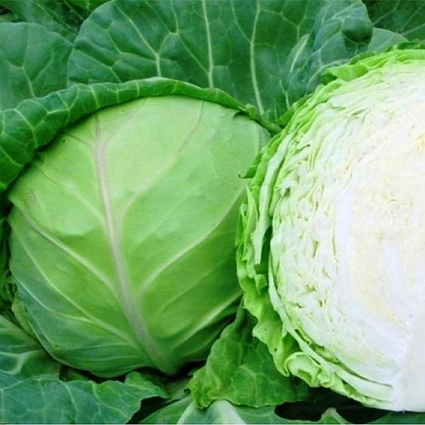 Капуста белокочанная 'Июньская'
