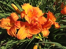 Лилейник гибридный 'Мауна Лоа'