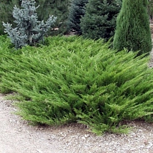 Можжевельник казацкий 'Аркадия'