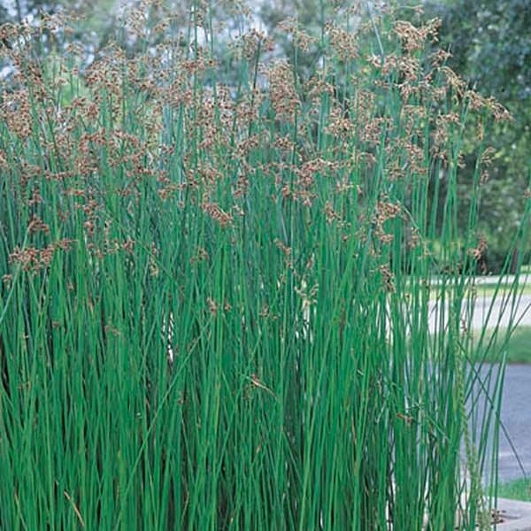 Камыш озёрный scirpus lacustris. Схеноплектус табернемонтана "zebrinus". Листья камыша. Схеноплектус зебринус. Листья камыша.