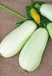 Кабачок 'Грибовские 37'