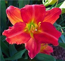 Лилейник гибридный 'Ред Рам'