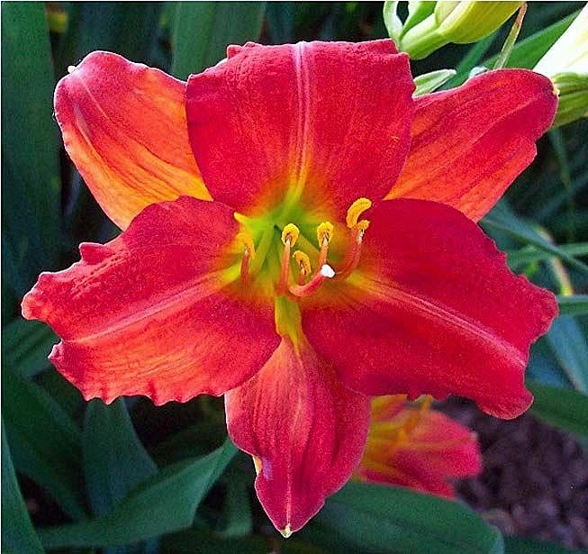 Лилейник гибридный 'Ред Рам'
