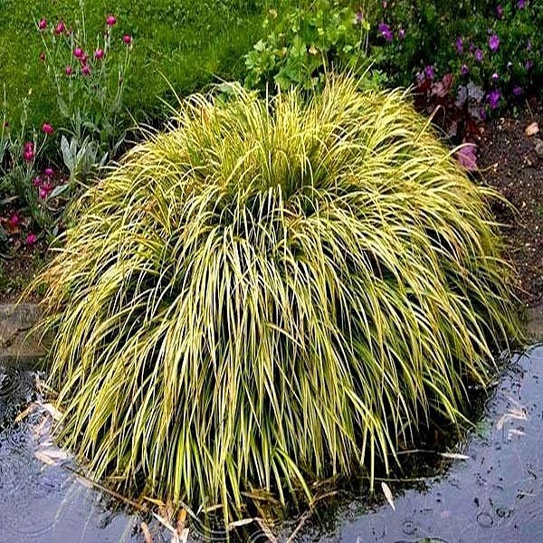 Аир злаковидный ‘Огон’ Аир злаковидный ‘Огон’