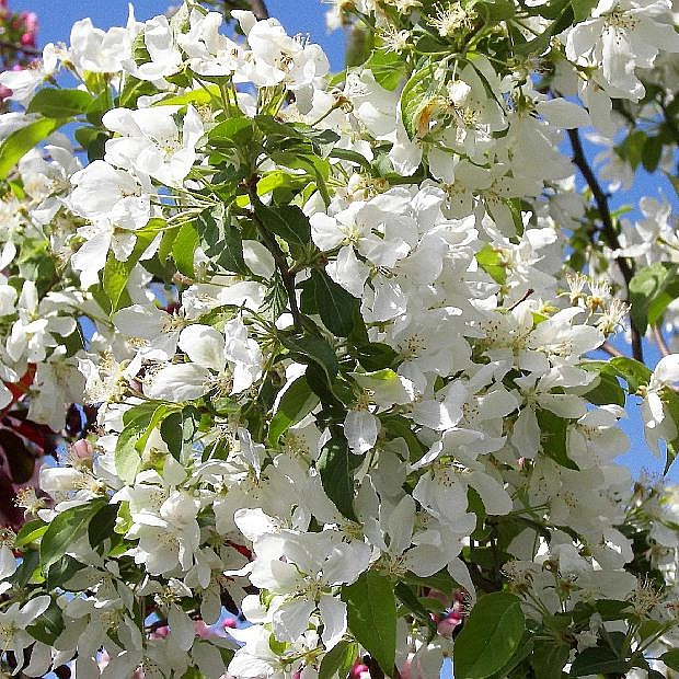 Яблоня декоративная 'Стрит Парад'