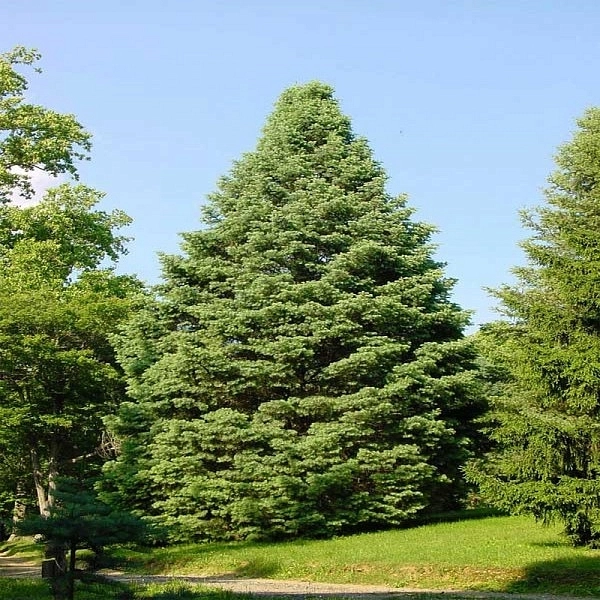 Пихта сибирская Пихта сибирская