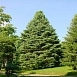 Пихта сибирская Пихта сибирская