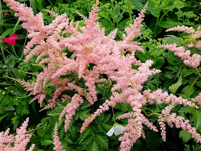 Астильба Арендса 'Брессингем Бьюти' (белая)