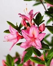 Рододендрон желтый (азалия) 'Джоли Мадам' (розовый)