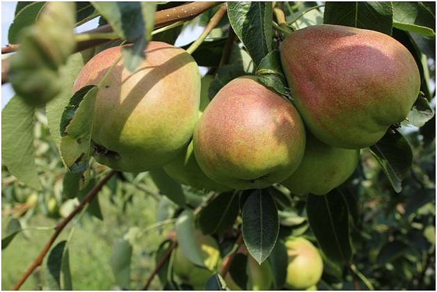 Груша 'Нерусса'