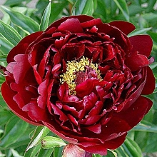 Пион молочноцветковый 'Петер Бранд' (темно карасный анемоцветный)