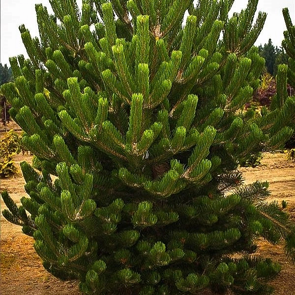 Сосна черная 'Орегон Грин'