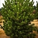 Сосна черная 'Орегон Грин'