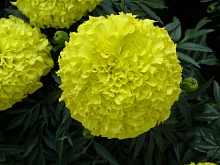 Тагетес (бархатцы) прямостоячий 'Тайшан Йеллоу' (светло-желтый)