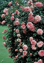 Роза 'Поль Ноэль' (плетистая рамблер) (розово - кораловая)