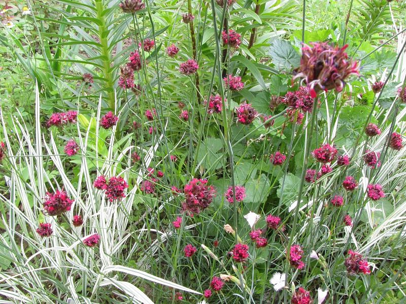 Гвоздика сосноволистная (красно - вишневая)