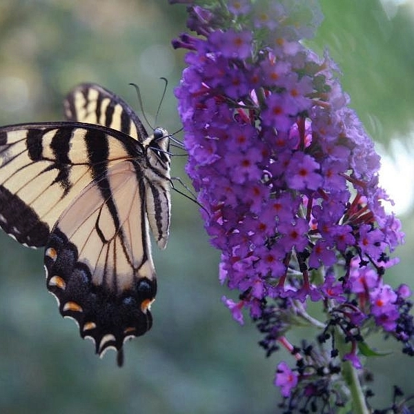 Буддлея Давида 'Нано Пурпл'