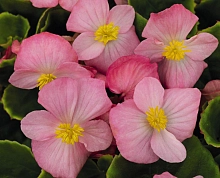 Бегония изящная  'Спринт Плюс Эппелблоссом'(сиреневая, зел.лист)