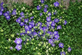 Колокольчик карпатский 'Блю Белл'