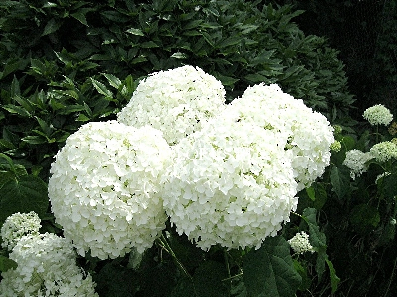 Гортензия древовидная 'Стронг Аннабель'