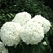 Гортензия древовидная 'Стронг Аннабель'