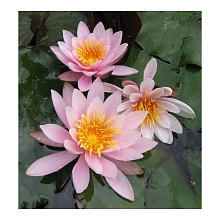 Кувшинка 'Розеннимф'