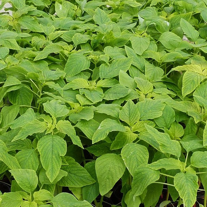 Амарант Хвостатый Граншванз