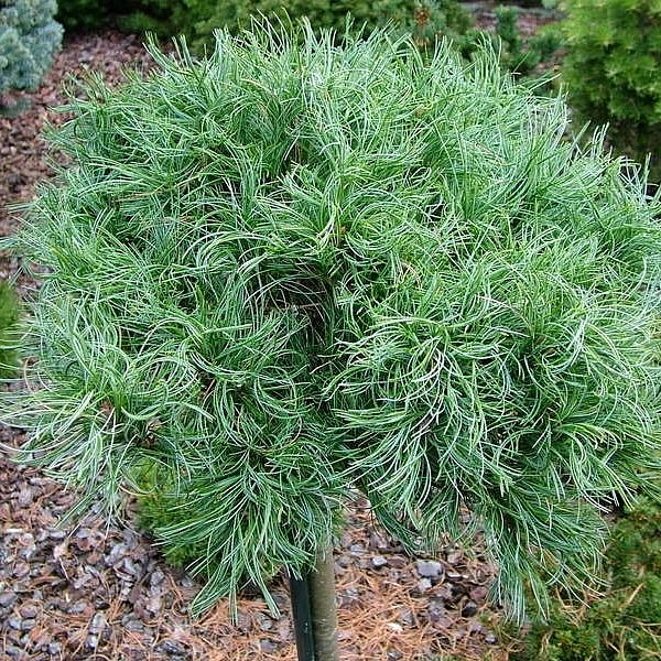 Сосна веймутова 'Грин Керлс'