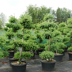 Лиственница тонкочешуйчатая бонсай