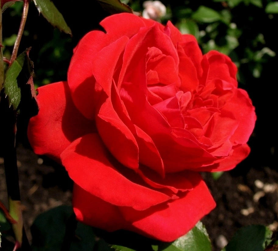 Роза 'Грандесса' (плетистая) (красная)
