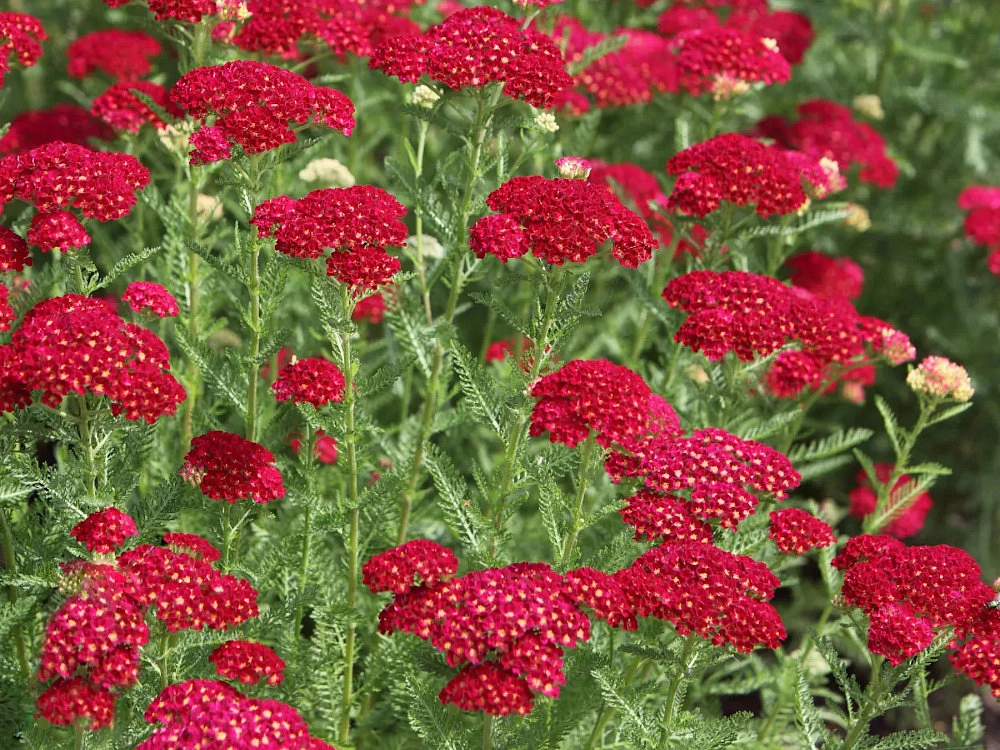 Тысячелистник обыкновенный (парковый) 'Флауэрбраст Ред Шейдс'