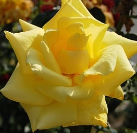 Роза Беролина (Berolina)