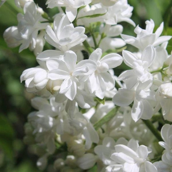 Сирень обыкновенная 'Память о Колесникове' (белая)