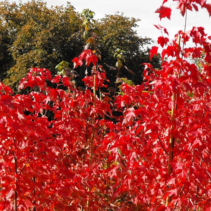 Клен остролистный 'Файервью'