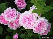 Роза 'Сестра Элизабет' (парковая) (розовая)