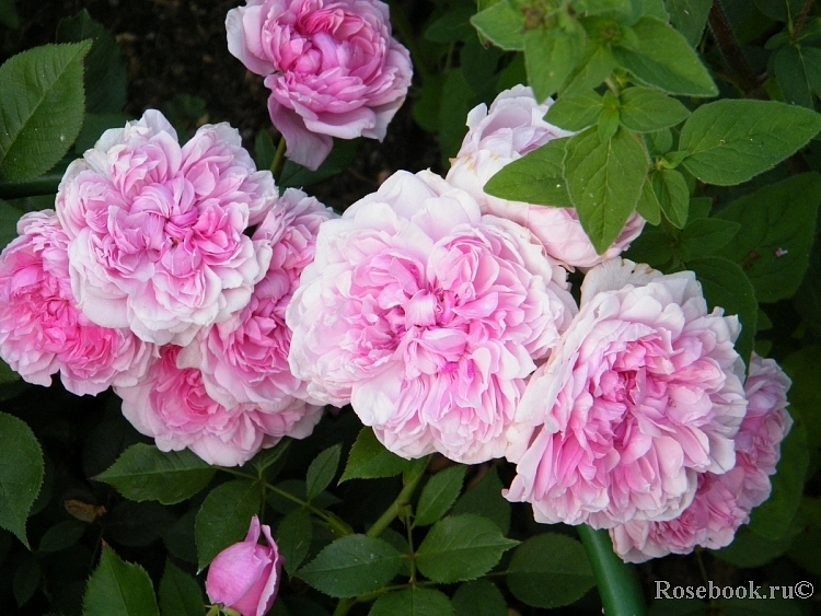 Роза 'Сестра Элизабет' (парковая) (розовая)