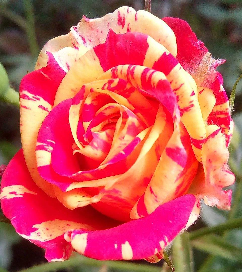 Роза 'Файер Флэш' (спрей) 