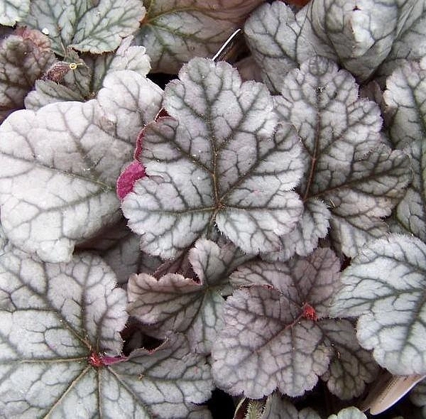 Циннабар Сильвер